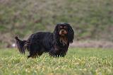 CAVALIER KING CHARLES 777